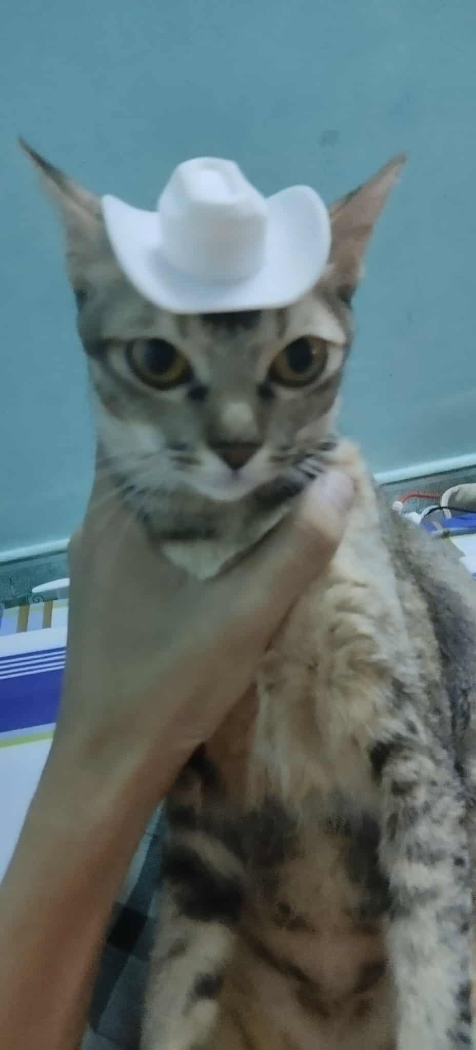 MŨ IN 3D CHO MÈO